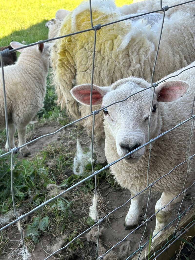 lambs looking through a fence