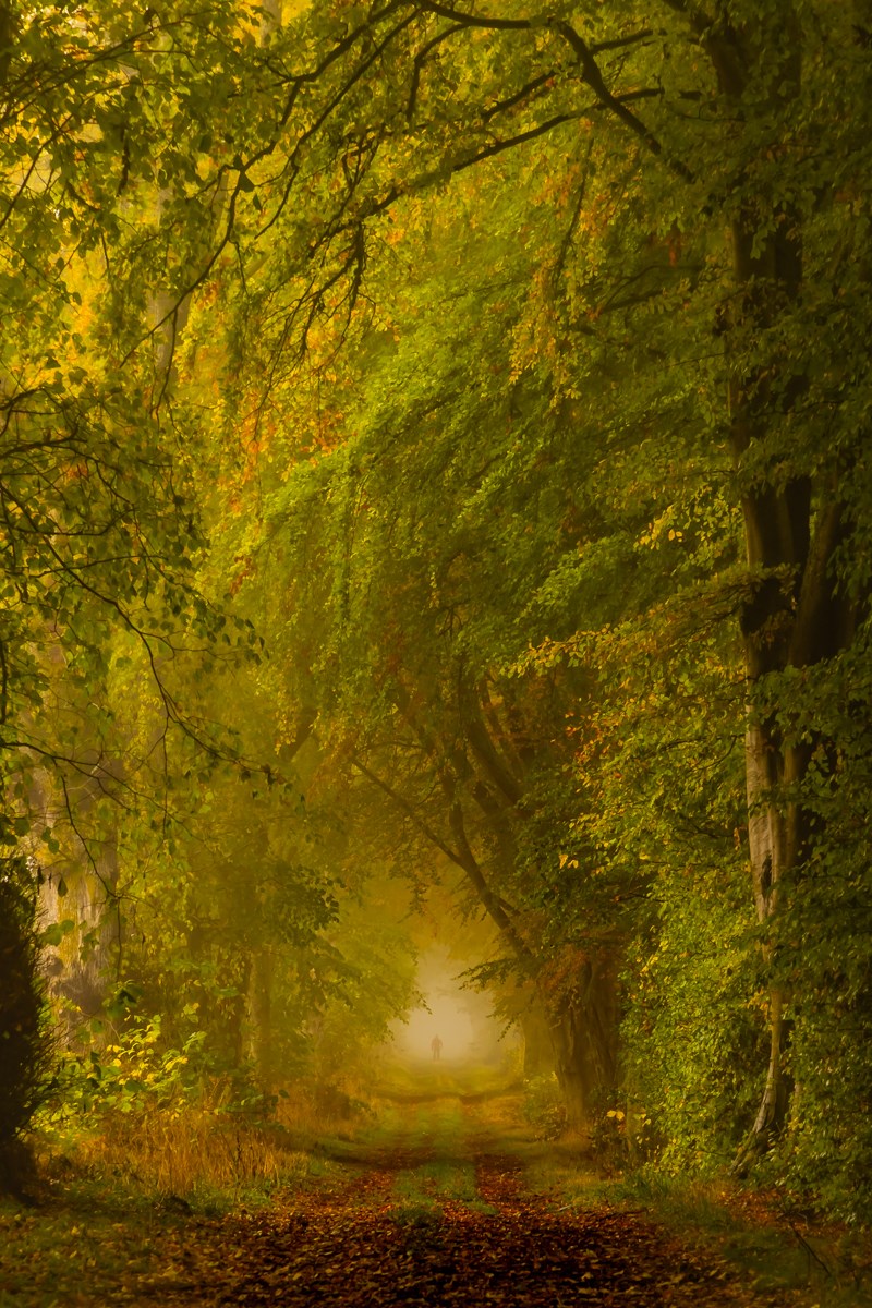 Photo of a lane within a tunnel of green trees and a figure in the distance