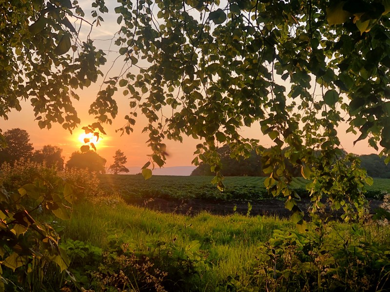 photo of sunset seen through trees