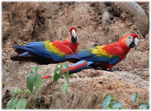 Wildlife of South America - A Tourists View