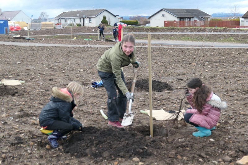 Culbokie Primary School pupils plant trees on Culbokie Green
