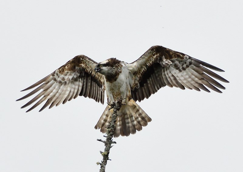 Osprey wings outstretched landing on a small branch