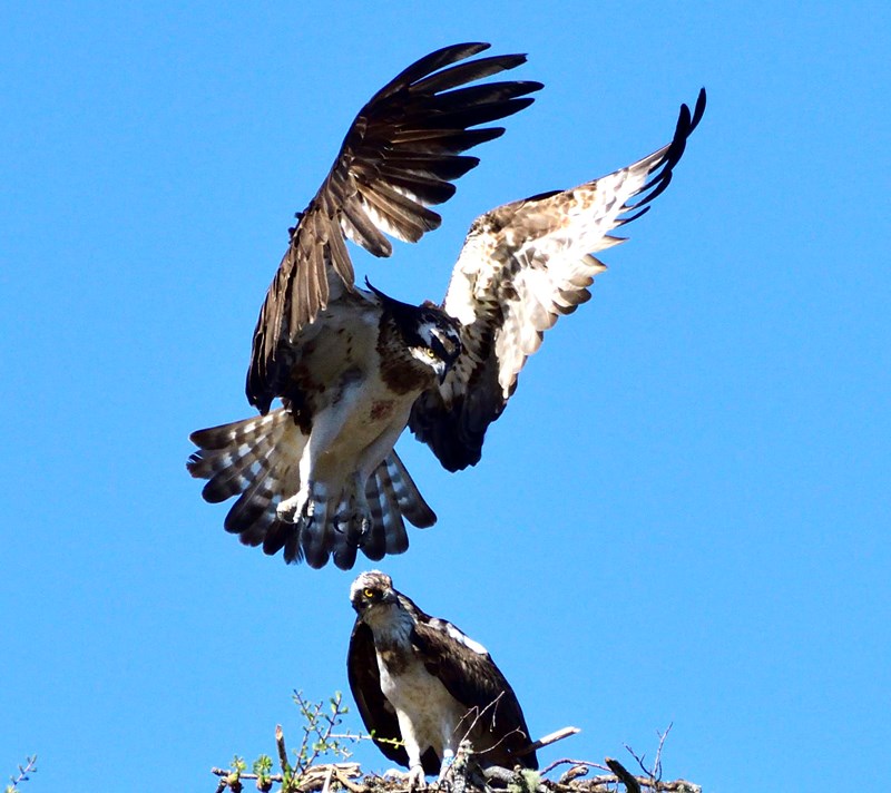 Two ospreys about to mate