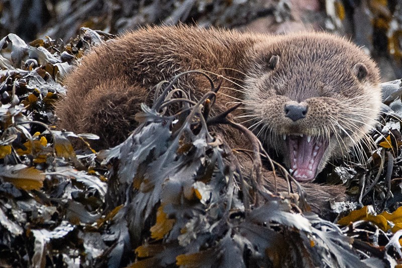 otter cub yawning 