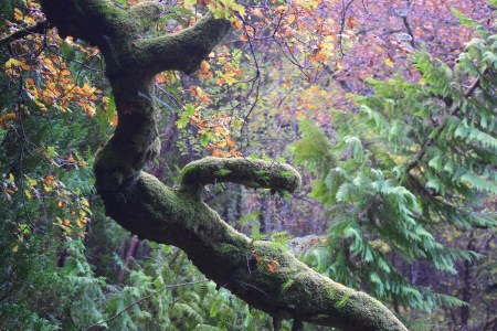 Argyll's Iconic Rainforest