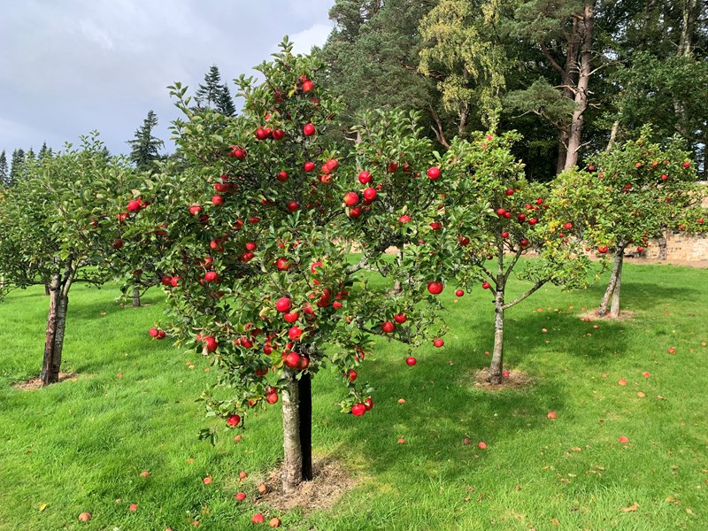 Philiphaugh Orchard
