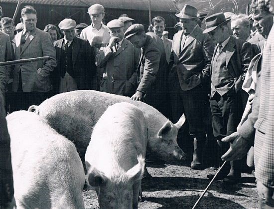 Manor Farm - Lower Arncott - 1950's Credit: Jim May