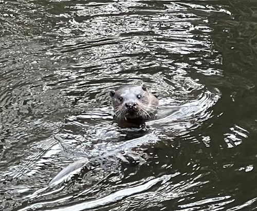 Otters Sighted in Union Canal