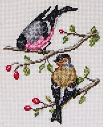 Bull finch