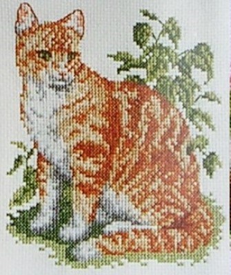 Ginger Cat