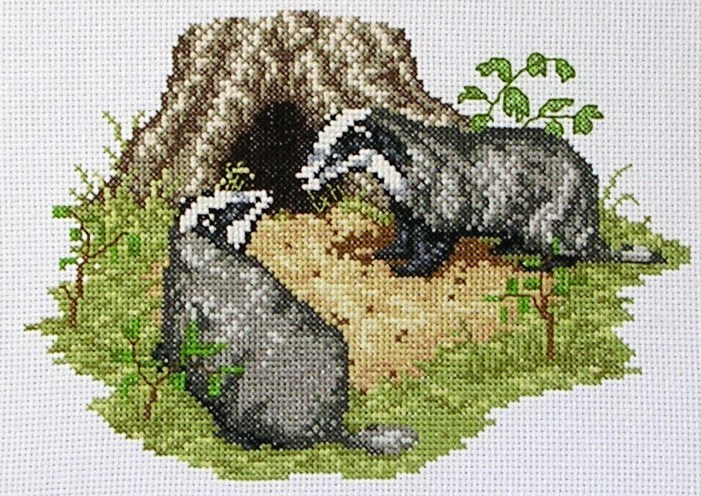 Large badger