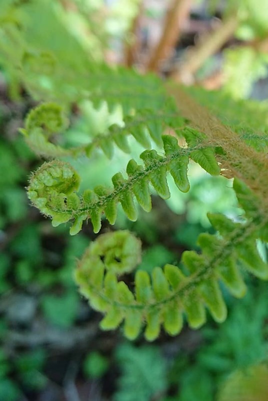 Fearn Frond