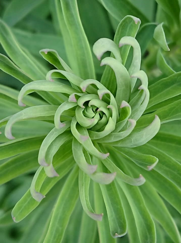 Fractal Plant