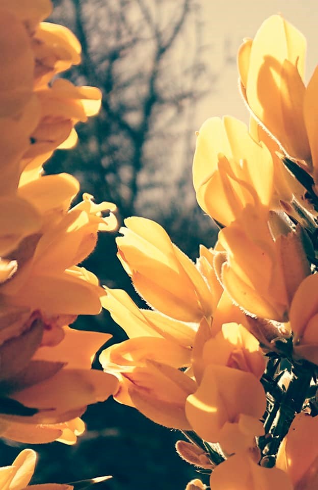 Gorse in flower