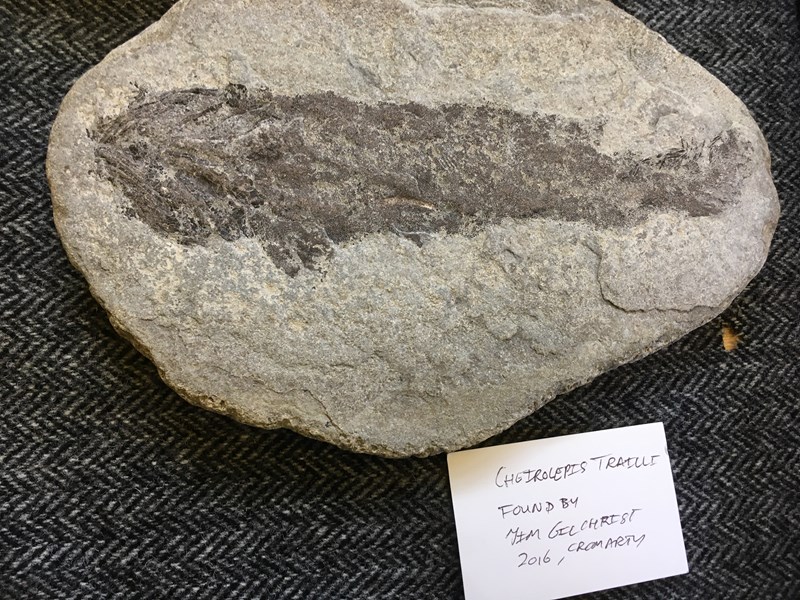 One of our many fossil specimens - a fossil fish, Cheirolepsis trailli, found on the Cromarty foreshore by Jim Gilchrist, 2016