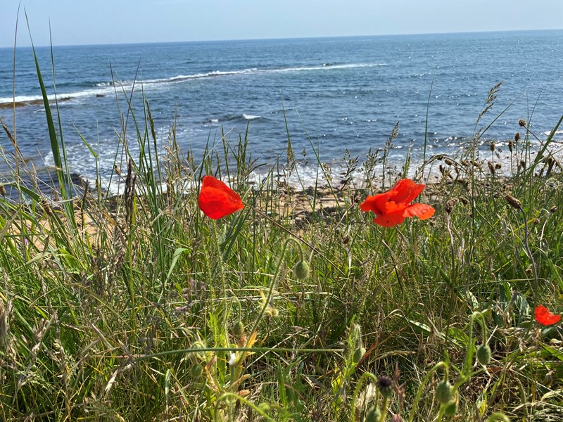 View from costal path