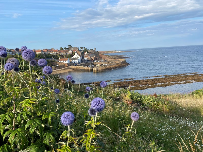 The Harbour from the costal path