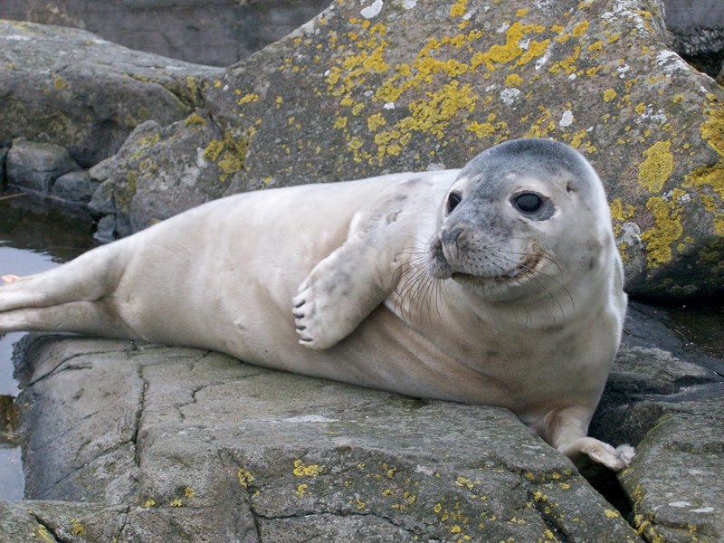 Seal on May Island off Crail