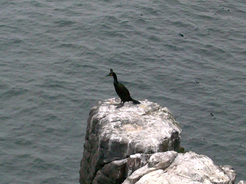 Comorant on the May Island 