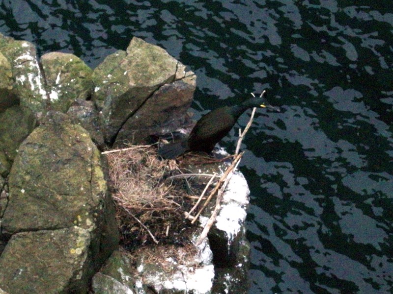 Young coromont on the May Island