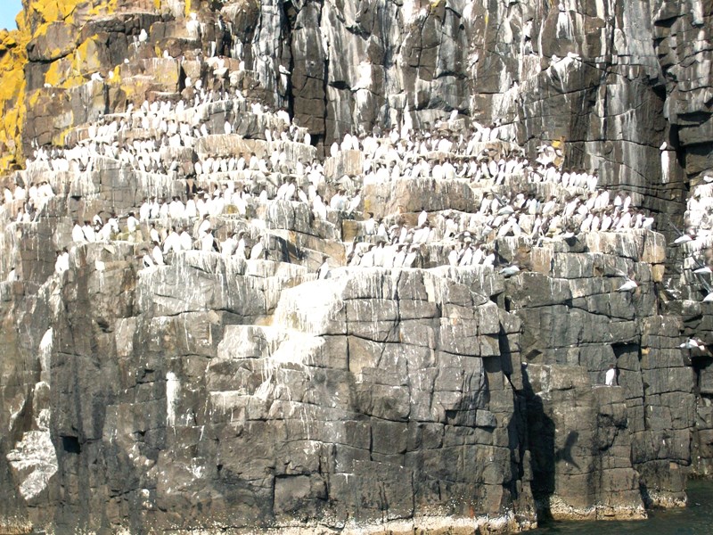 Guillemot on the May Island