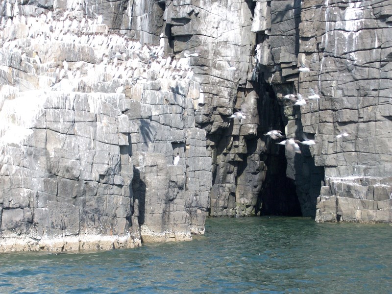 Guillemont on the May Island