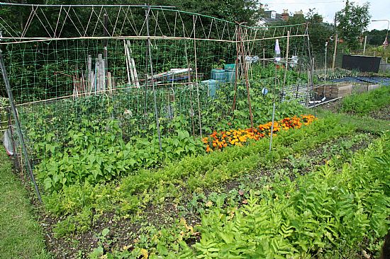 Picture of allotment