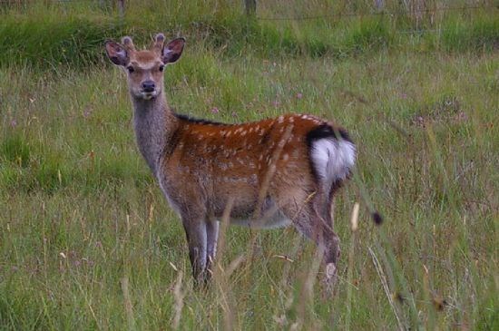 young-red-deer-glen-cassley