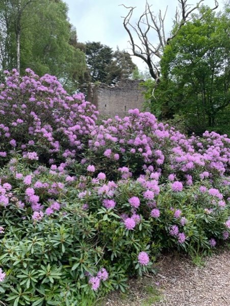 Rhododendron ponticum violet purple