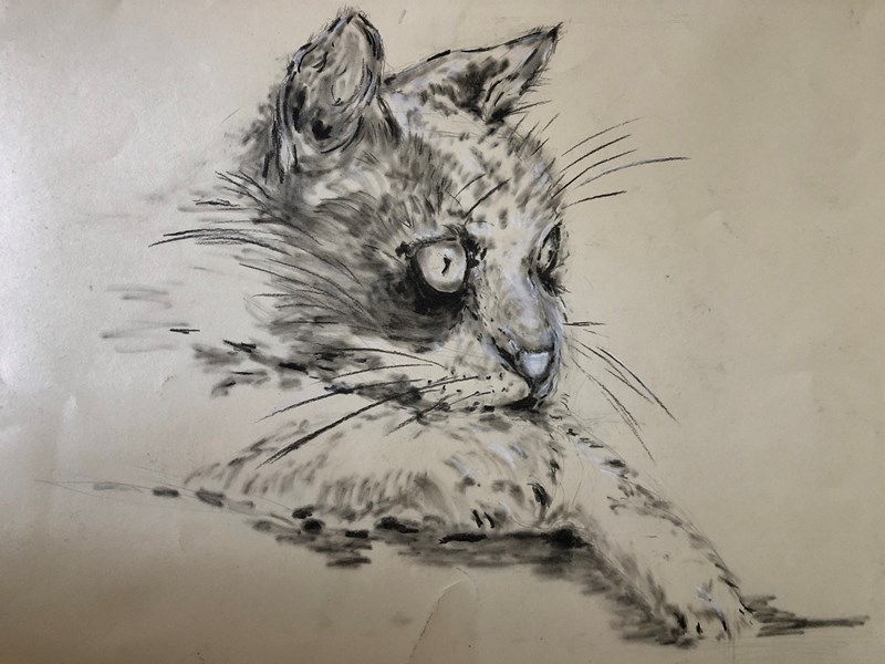 Cat. Charcoal on paper.