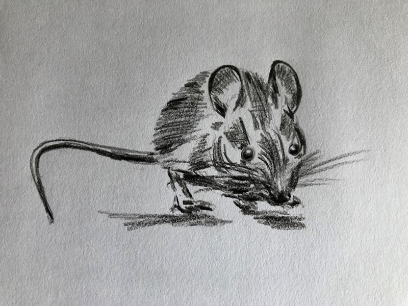 Mouse. Charcoal on paper.