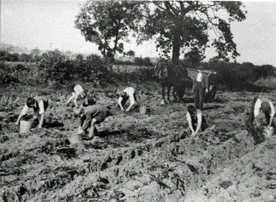 Potato Picking date unknown.