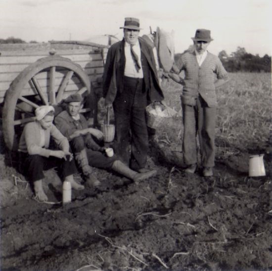 c1955 Potato Picking.