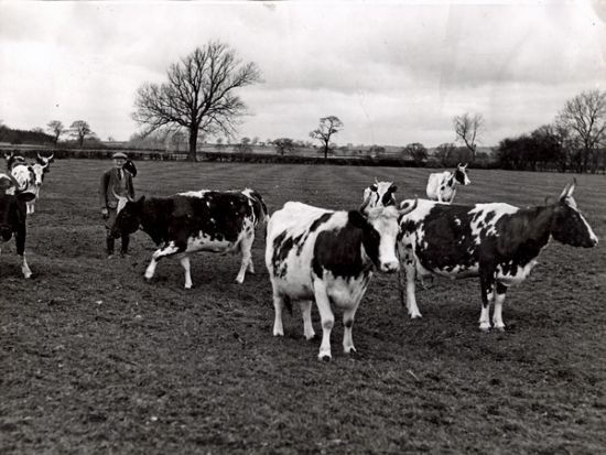 1955
