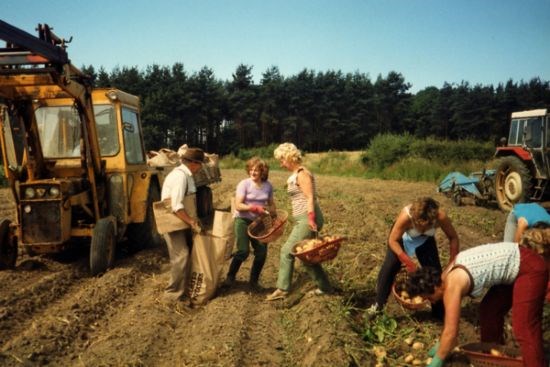 Potato picking.