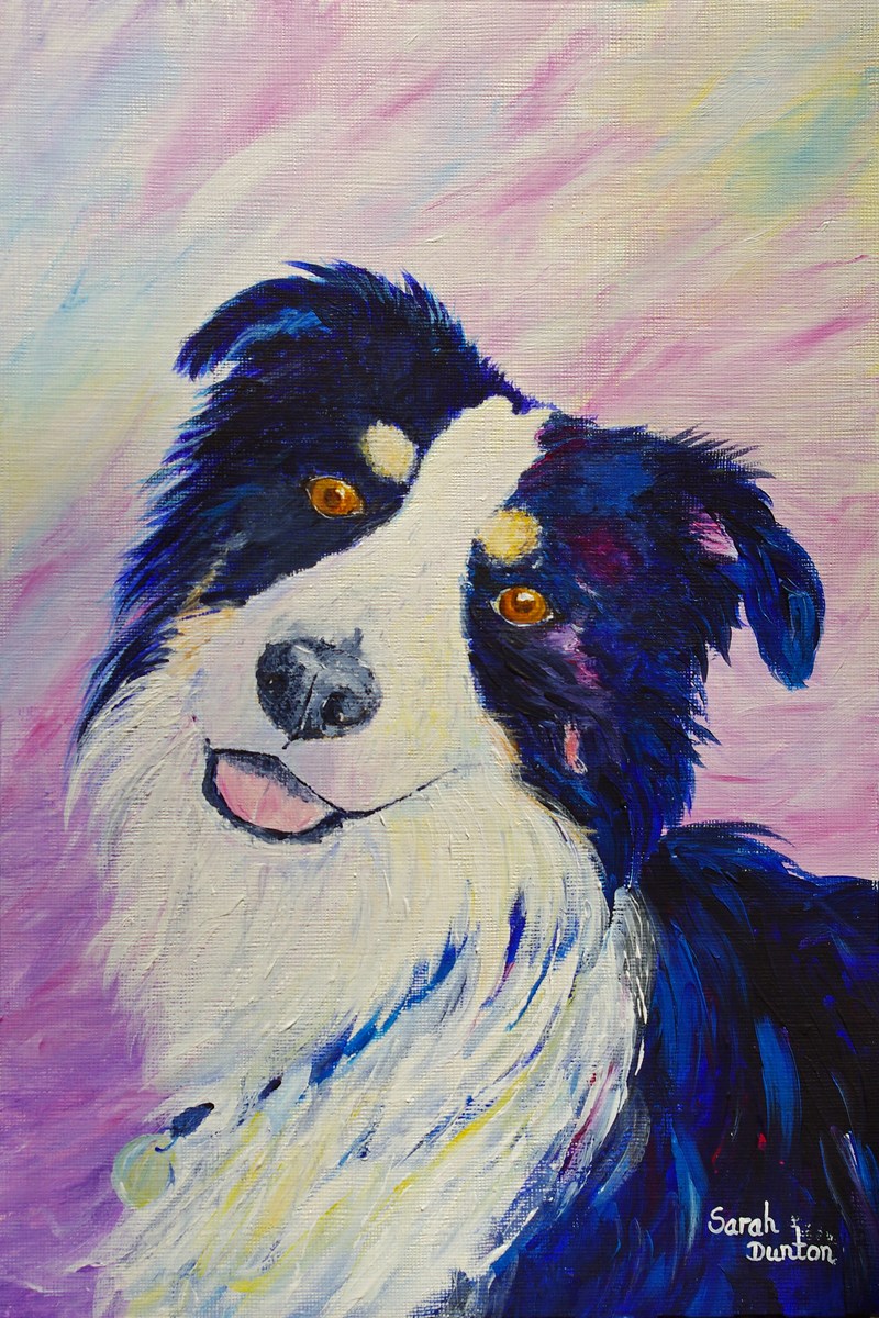 Donald the Collie