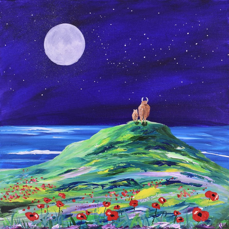 It's Written in the Stars (Highland Coo) *