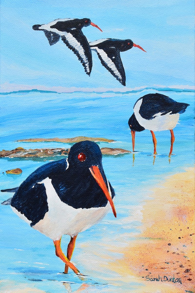 Oystercatchers