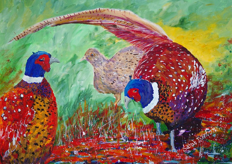 Pheasants