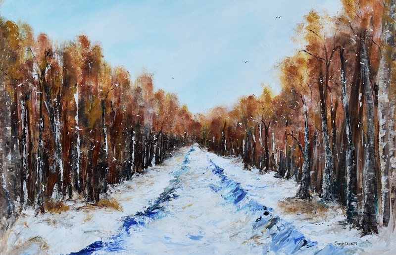 A Snowy Woodland Journey   Rosehaugh