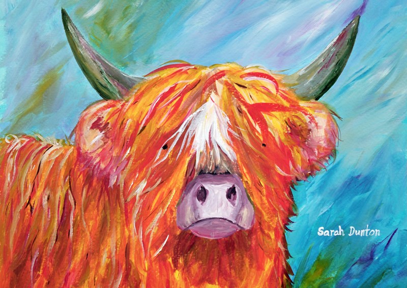 Highland Coo   Bruce 