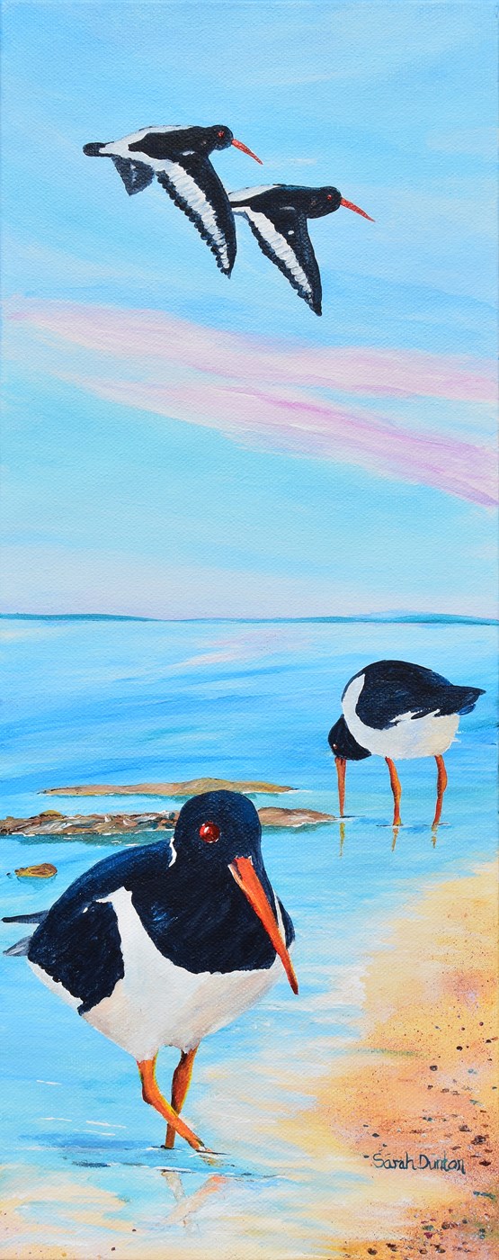 Oystercatchers