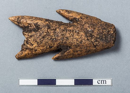 Part of a biserial barbed antler point (ie a spear or harpoon), before Conservation