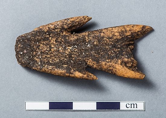 Part of a biserial barbed antler point (ie a spear or harpoon), before Conservation