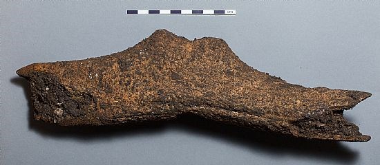 A well preserved antler T-axe, before conservation