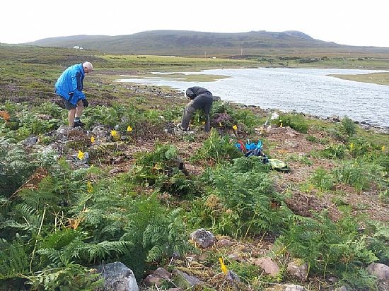 Achnahaird - Initial Bracken Clearing
