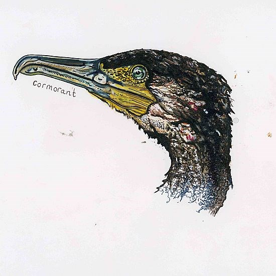 Cormorant