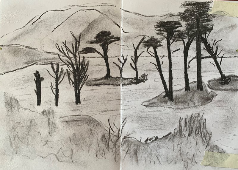 David Brown   Tom Thomson trees on Loch Assynt