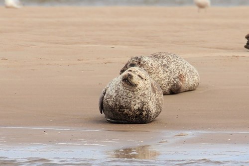 Findhorn's Seal Colony