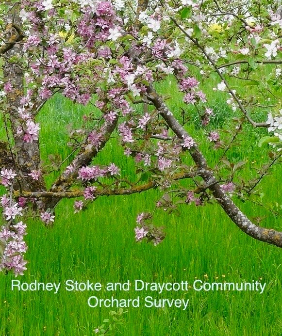 picture of pink blossom on a tree against green grass